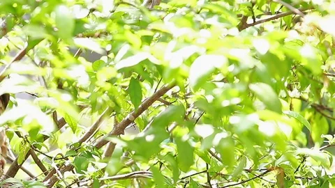 Birds Feeding 6 Stock Footage 118718607