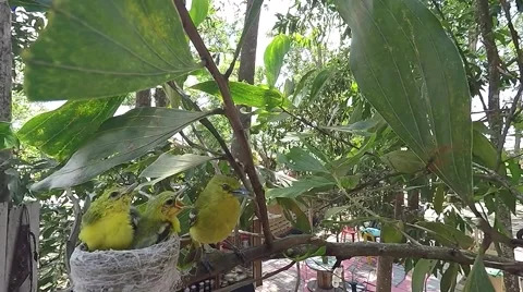 Birds feeding at back yard Stock-Footage 49172869
