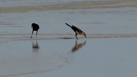 Birds Feeding on the Beach 動画素材 35337959