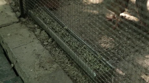 Birds feeding on the farm Stock Footage 83589054