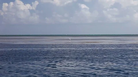 Birds feeding in the Florida Keys. Video stock 79681283
