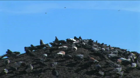 Birds feeding Stock Footage 322565