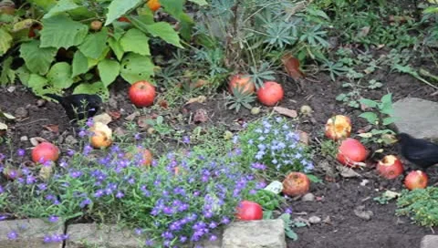 Birds feeding Video stock 8929137