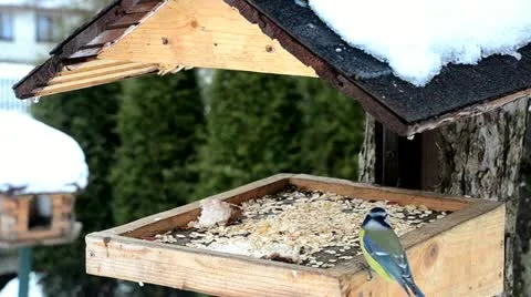 Birds feeding Video stock 10826941