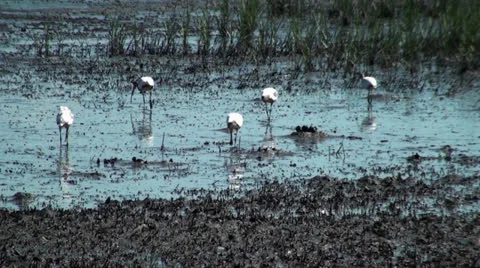 Birds Feeding Stock Footage 24781697