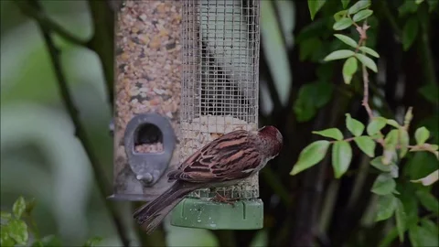 Birds feeding. Stock Footage 130128599