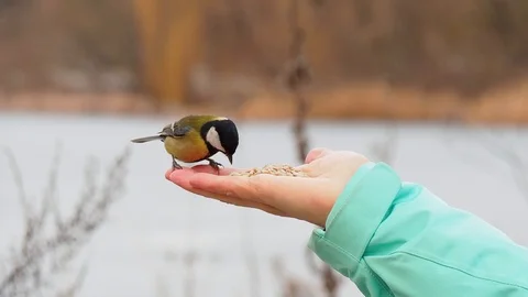 Birds feeding from the hand Stock Footage 122690086