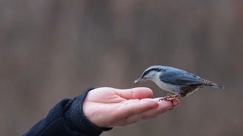 Birds feeding from the hand Stock Footage 122996596