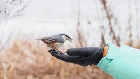 Birds feeding from the hand Stock Footage 122996672