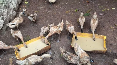 Birds Feeding in Muddy Enclosure Creating Curiosity and Activity Stock Footage 340270752