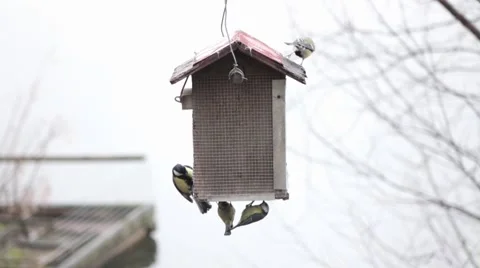 Birds Feeding On Peanuts Видео 47106703