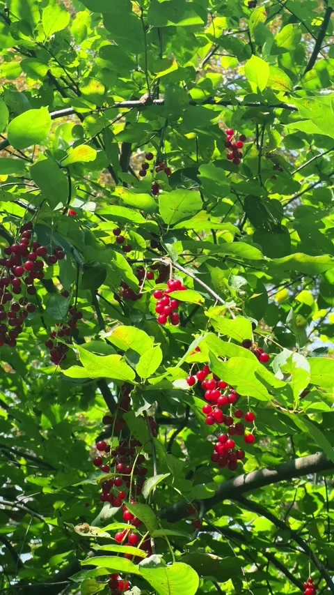 Birds feeding on red bird cherry berries among green branches for wildlife,.. Stock-Footage 342528876
