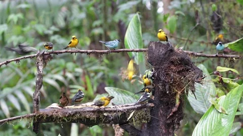 Birds on feeding station in cloud forest Stock Footage 296668649