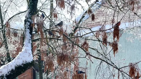Birds feeding on tree branches in winter Stock Footage 328948054