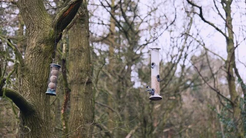 Birds feeding from a tree Stock Footage 126066859