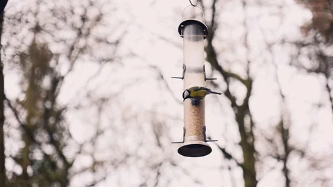 Birds feeding from a tree Vídeo Stock 126067098