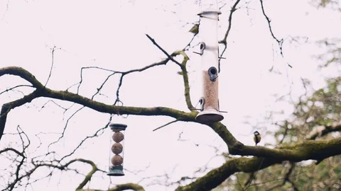Birds feeding from a tree Vídeo Stock 126067519
