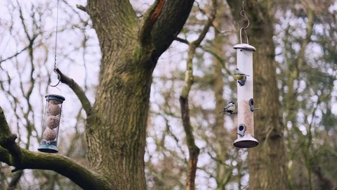 Birds feeding from a tree Vídeo Stock 126068273