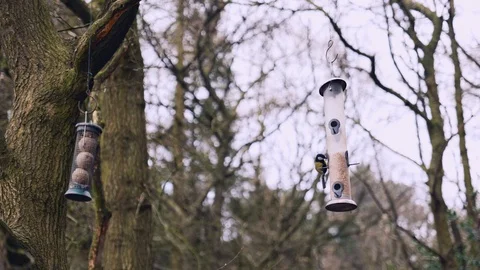 Birds feeding from a tree Stock Footage 126068976