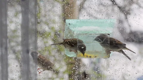 Birds Feeding on Window During Snowy Weather Stock-Footage 333565713