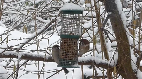 Birds feeding in winter Stock Footage 48570320