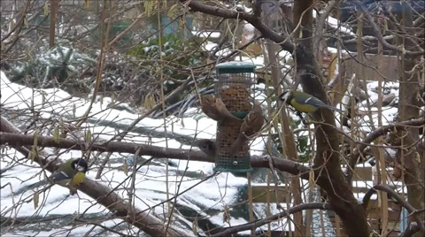 Birds feeding in winter Stock Footage 53777634