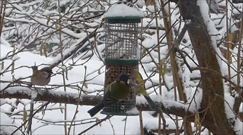 Birds feeding in winter Stock Footage 58493309