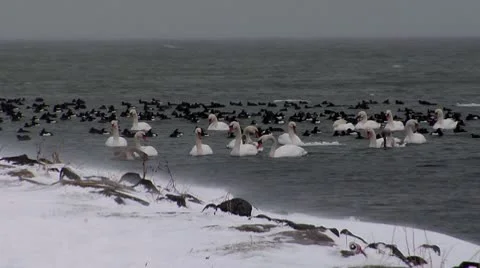 Birds on Fehmarn 1 Stock Footage 10786519