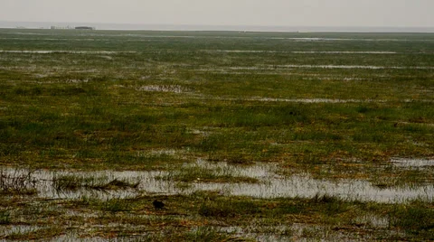 Birds in the field Stock Footage 34659321