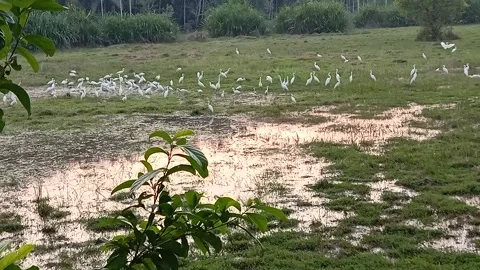 Birds in the field Stock Footage 168693202