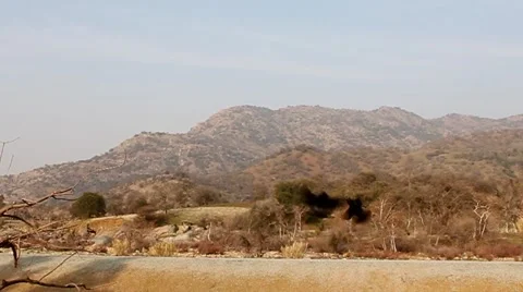 Birds Fighting Stock Footage 65053145