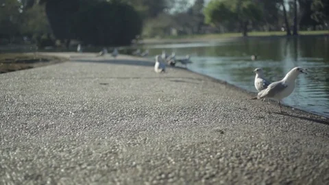 Birds Fighting For Space at the Park Video stock 76032520
