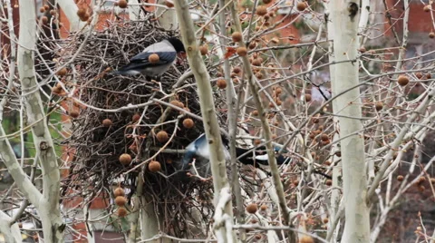 Birds fighting in the tree Stock Footage 63945903