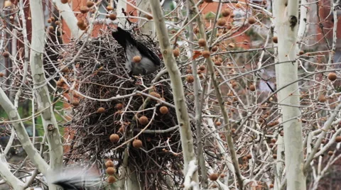 Birds fighting in the tree Stock Footage 63950227