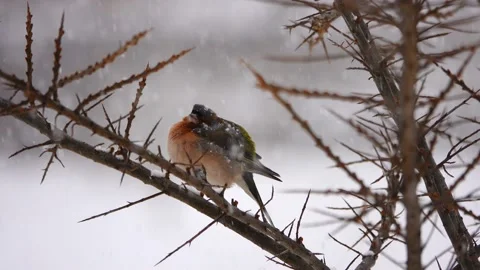 Birds finch (Common Chaffinch). winter. snowing Video stock 88646953