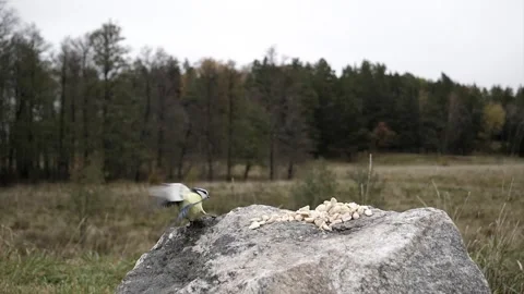 Birds flap and flutter as they compete for food. Stock-Footage 256150540