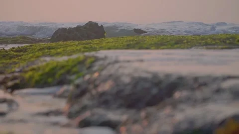 Birds flapping their wings when hit by beach waves at sunrise. Stock Footage 256271678
