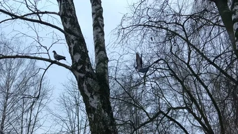 Birds flew away boring sad video in which doves rise up and fly away sitting Stock Footage 231323796