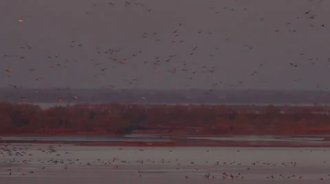 Birds in flight 2 Stock Footage 34284638