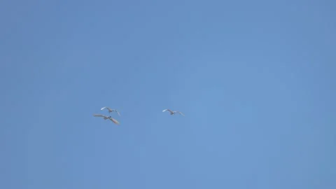 Birds in flight, 4K slomo Stock Footage 172428137