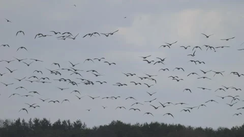 Birds in flight against the sky, 4K slomo Stock Footage 237526418