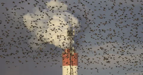 Birds in flight, in the background a factory chimney, 4K slow motion Stock Footage 240568284