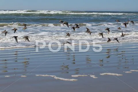 Birds In Flight On Beach