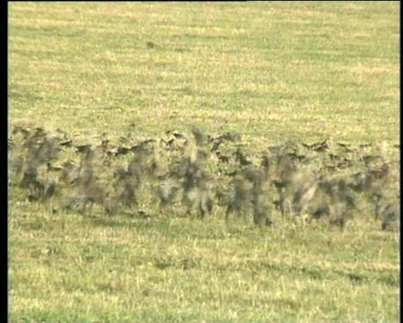 BIRDS IN FLIGHT 動画素材 565401