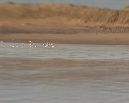 Birds in flight Video stock 10608497