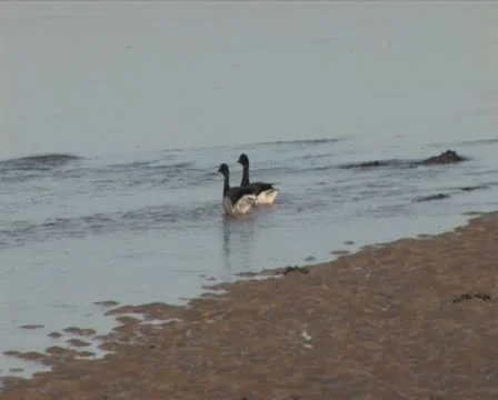 Birds in flight Video stock 10717842
