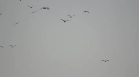 Birds flight Stock Footage 11240991