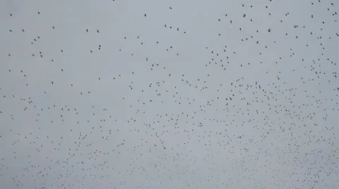 Birds in flight Stock Footage 20590961