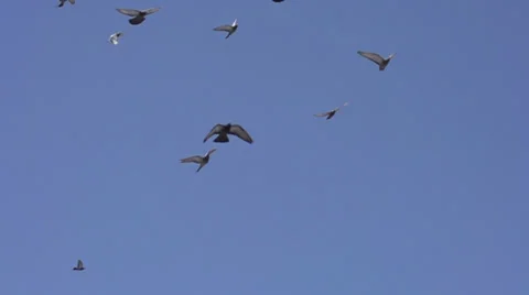 Birds in Flight Stock Footage 37962816