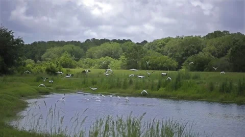 Birds in Flight Stock Footage 42112393